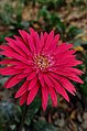 Gerbera × hybrida