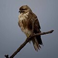 Photo couleur montrant, de profil, un oiseau aux plumes brunes, perché sur une branche, sur fond de ciel sombre.