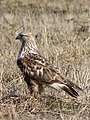 Rough-legged Hawk