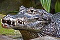 Caiman yacare