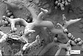 Electron micrograph of the capillitium and spores of the puffball Calbovista subsculpta