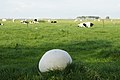 Riesenbovist Calvatia gigantea