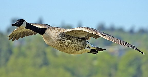 Canada goose, by Alan D. Wilson (edited by Diliff)