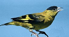 Andean siskin