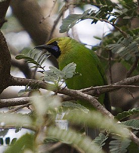 Chloropsis cochinchinensis