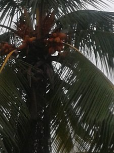 Coconut king