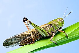 Adulte en phase solitaire du criquet migrateur (forme verte) (Chine) (photo Z. Long).