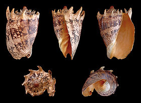 Cinco vistas da concha de Cymbiola imperialis (Lightfoot, 1786), encontrada nas Filipinas e dotada de fortes projeções em sua espiral.[1]