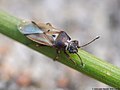 Cymus melanocephalus, Lettonie