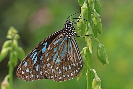 Tirumala septentrionis, by Charlesjsharp