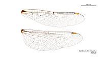 Female Dendroaeschna conspersa wings