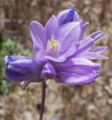 Dichelostemma capitatum