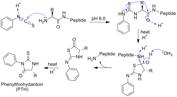 Edman Degradation with generic amino acid peptide chain