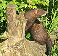 European mink