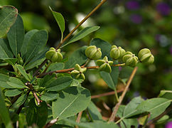 Young fruit