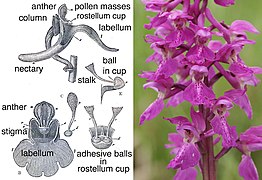 Anatomie d'Orchis mascula montrant entre autres, la colonne, les anthères et pollinies et le rostelum.