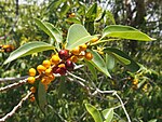 沙漠無花果（英语：Ficus platypoda） Desert fig