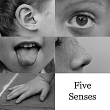 Photos of the five senses
