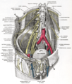 Dissection profonde et superficielle du plexus lombaire.