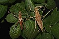 Haaniella scabra