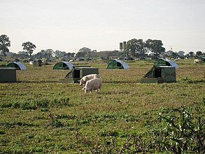Free range pigs with field shelters, England, 2006