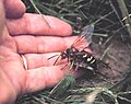 Sphecius speciosus (самка с добычей села на руку)