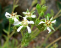 Horkelia clevelandii