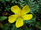 Cultivated Hypericum olympicum flower in Poland