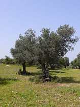 זית - העץ הלאומי