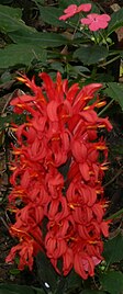 Justicia coccinea in El Crucero, Managua, Nicaragua