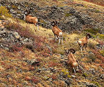 Argali de Marco Polo