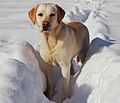 Labrador giallo