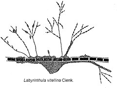 Description de l'image Labyrinthula vitellina a1.jpg.