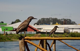 Huairavos en el río.