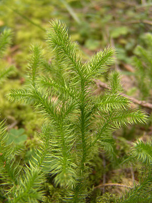 석송(Lycopodium clavatum)