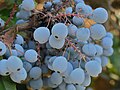 Mahonia - Golden Abundance