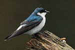 Mangrove swallow perching