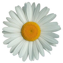 Marguerite