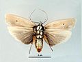 Male, ventral view