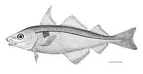 Melanogrammus aeglefinus