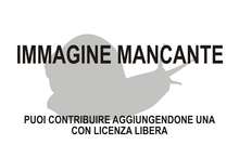 Immagine di Papilloderma altonagai mancante