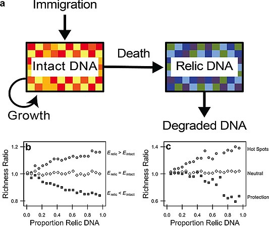 Relic DNA dynamics