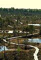 A boardwalk enables those on foot to cross a bog in Estonia.