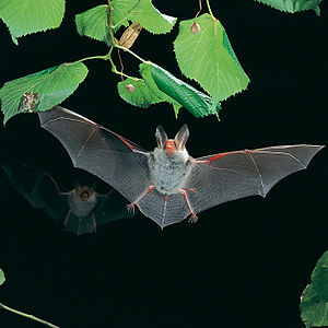 Myotis bechsteinii