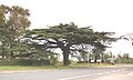 Cedar tree at the crossroads with the A44