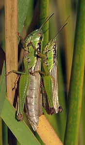 Locust, by Laitche