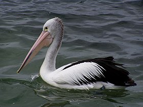 Pelecanus conspicillatus