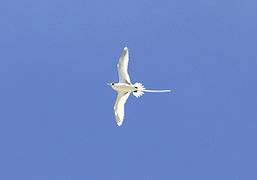 Un Paille en queue à brins blancs (Phaethon lepturus)