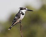 Martín pescador pío (Ceryle rudis)