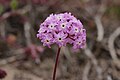 Abronia umbellata